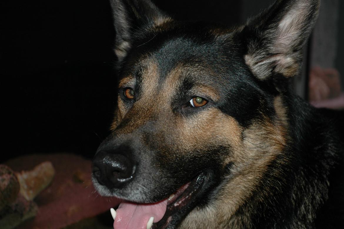 Schæferhund Balto billede 1