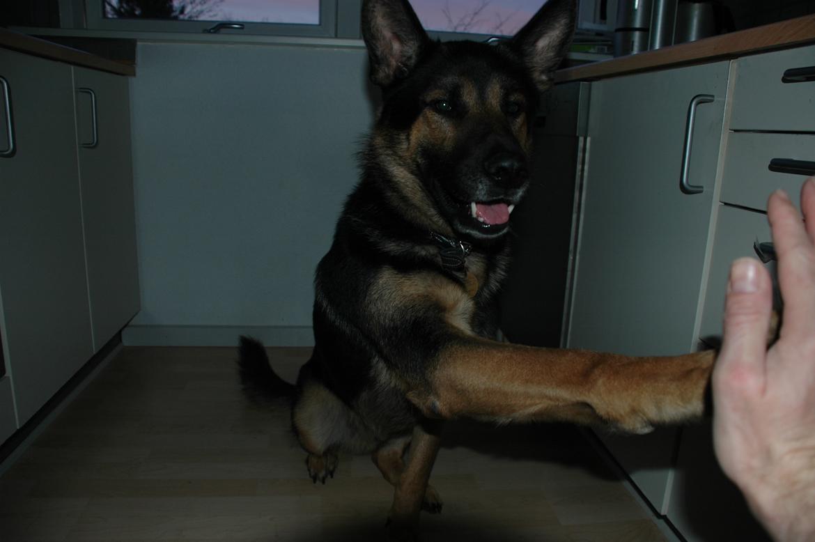 Schæferhund Balto billede 2