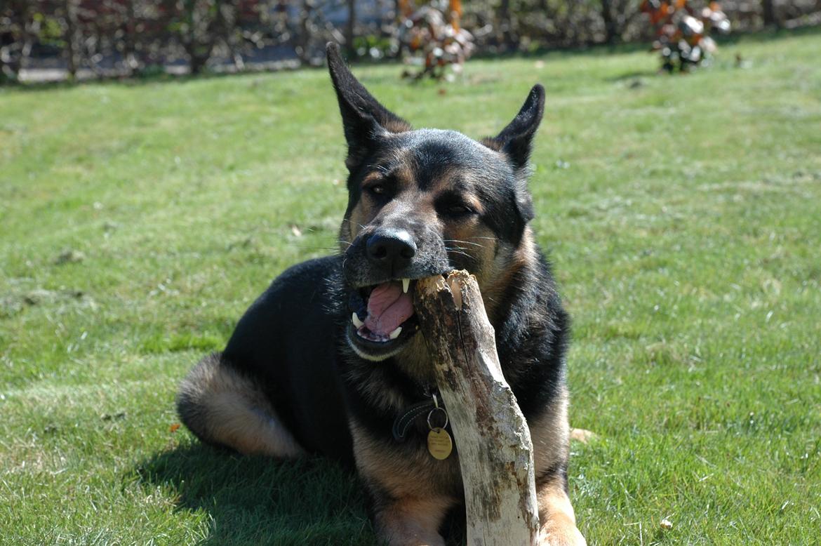 Schæferhund Balto billede 3