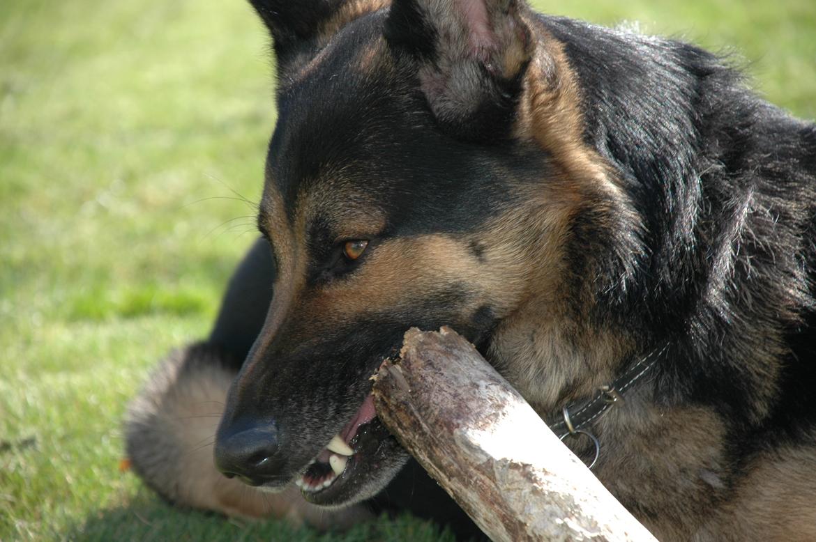 Schæferhund Balto billede 4