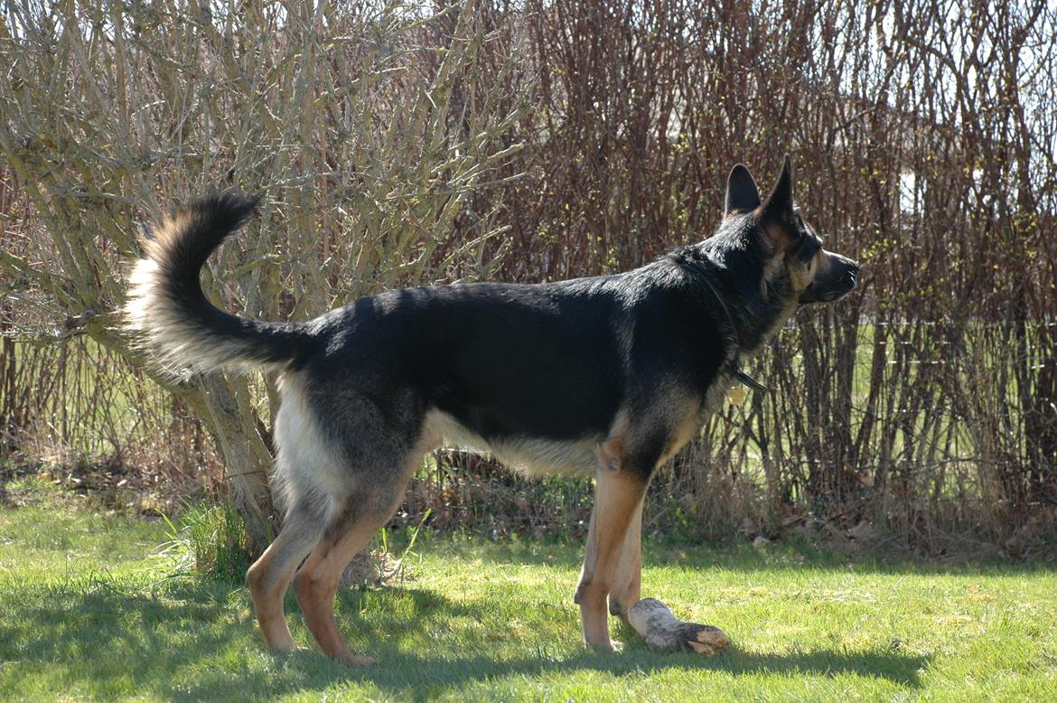 Schæferhund Balto billede 5