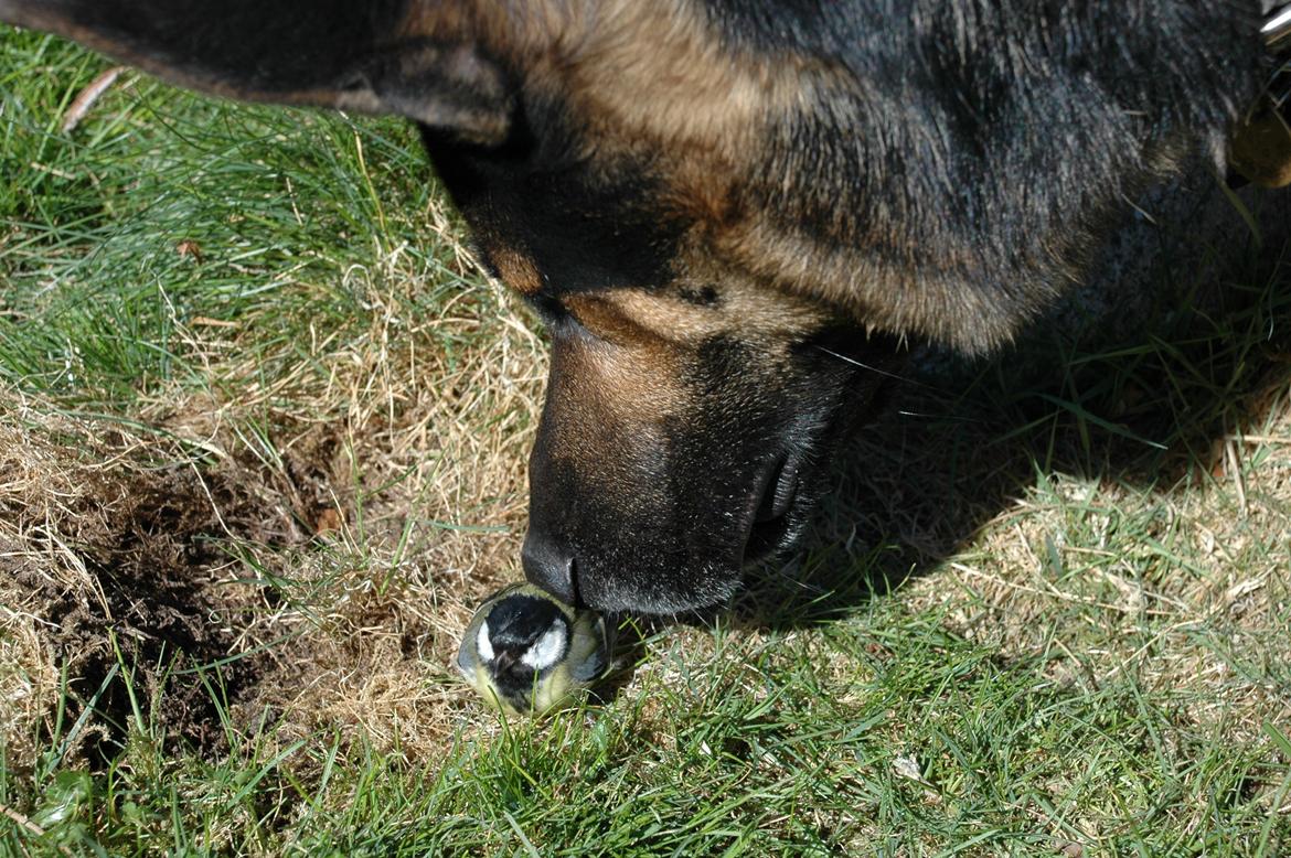 Schæferhund Balto billede 6
