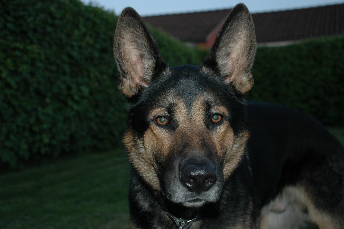 Schæferhund Balto billede 7