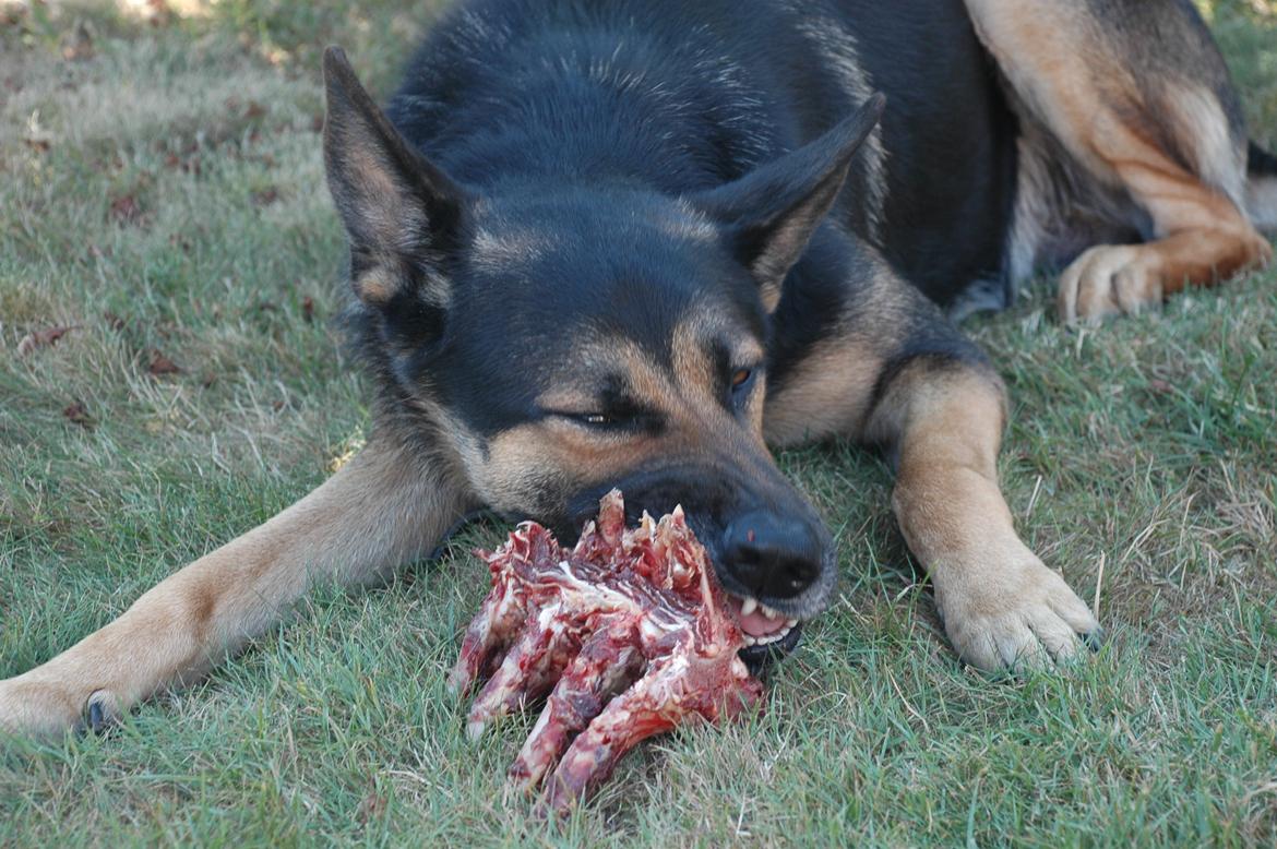 Schæferhund Balto billede 8