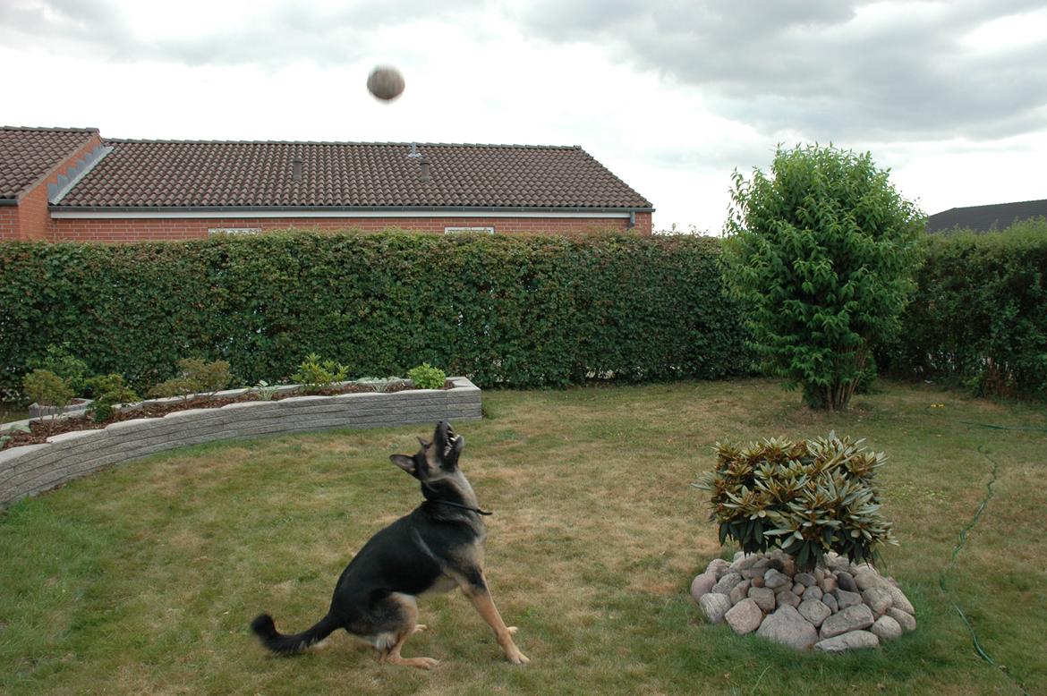 Schæferhund Balto billede 9