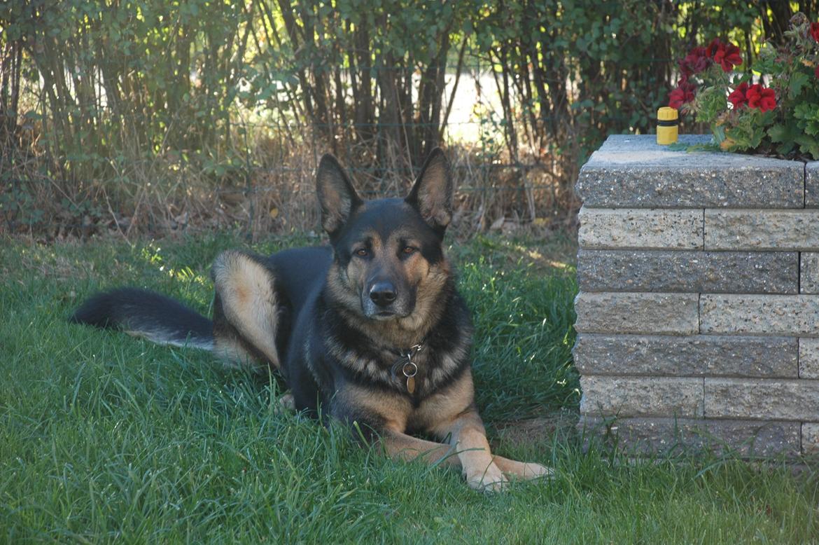 Schæferhund Balto billede 10