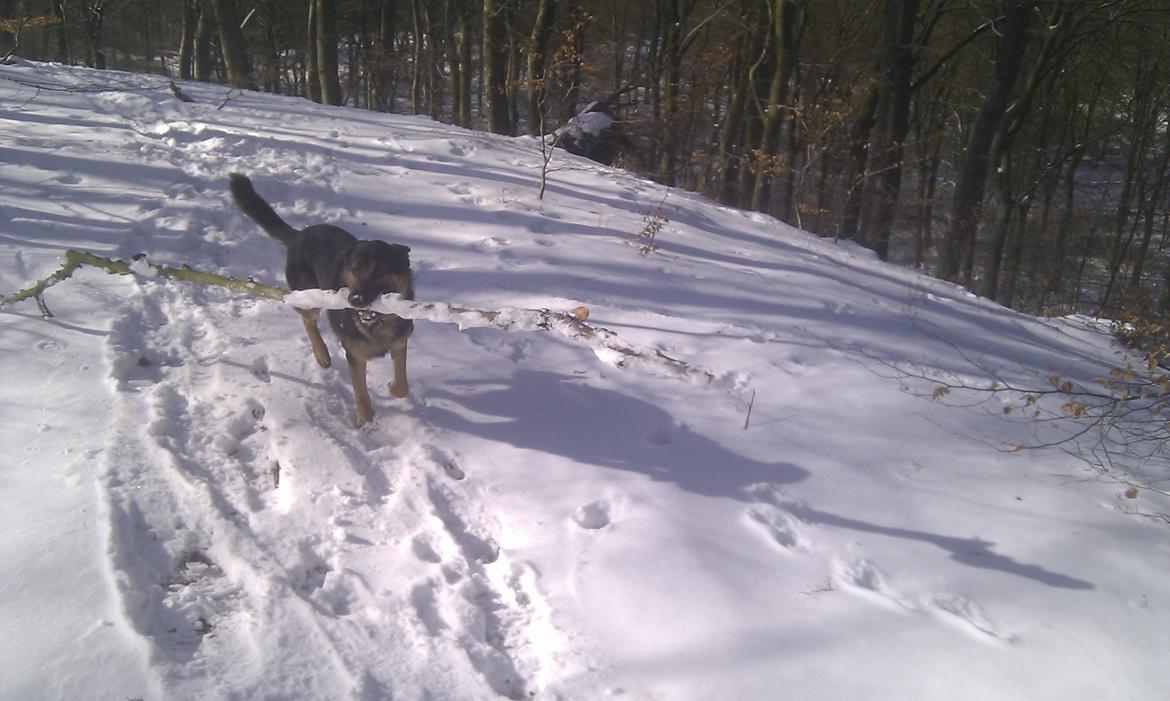 Schæferhund Balto billede 11