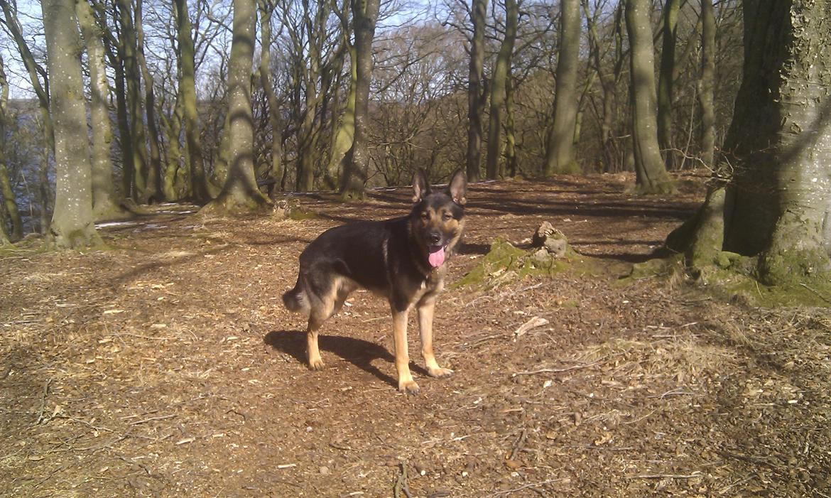 Schæferhund Balto billede 12