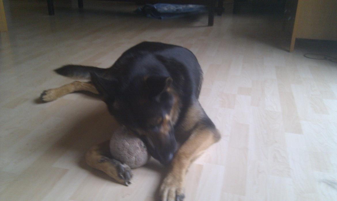 Schæferhund Balto billede 13