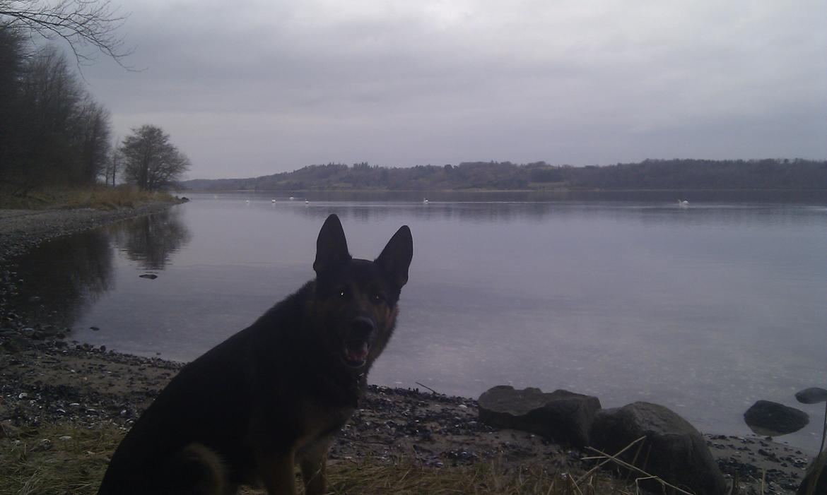 Schæferhund Balto billede 14