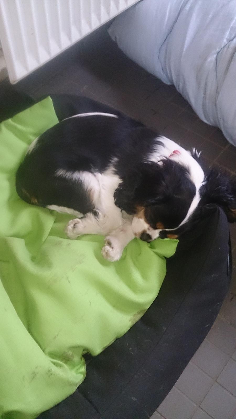 Cavalier king charles spaniel Conrad billede 1