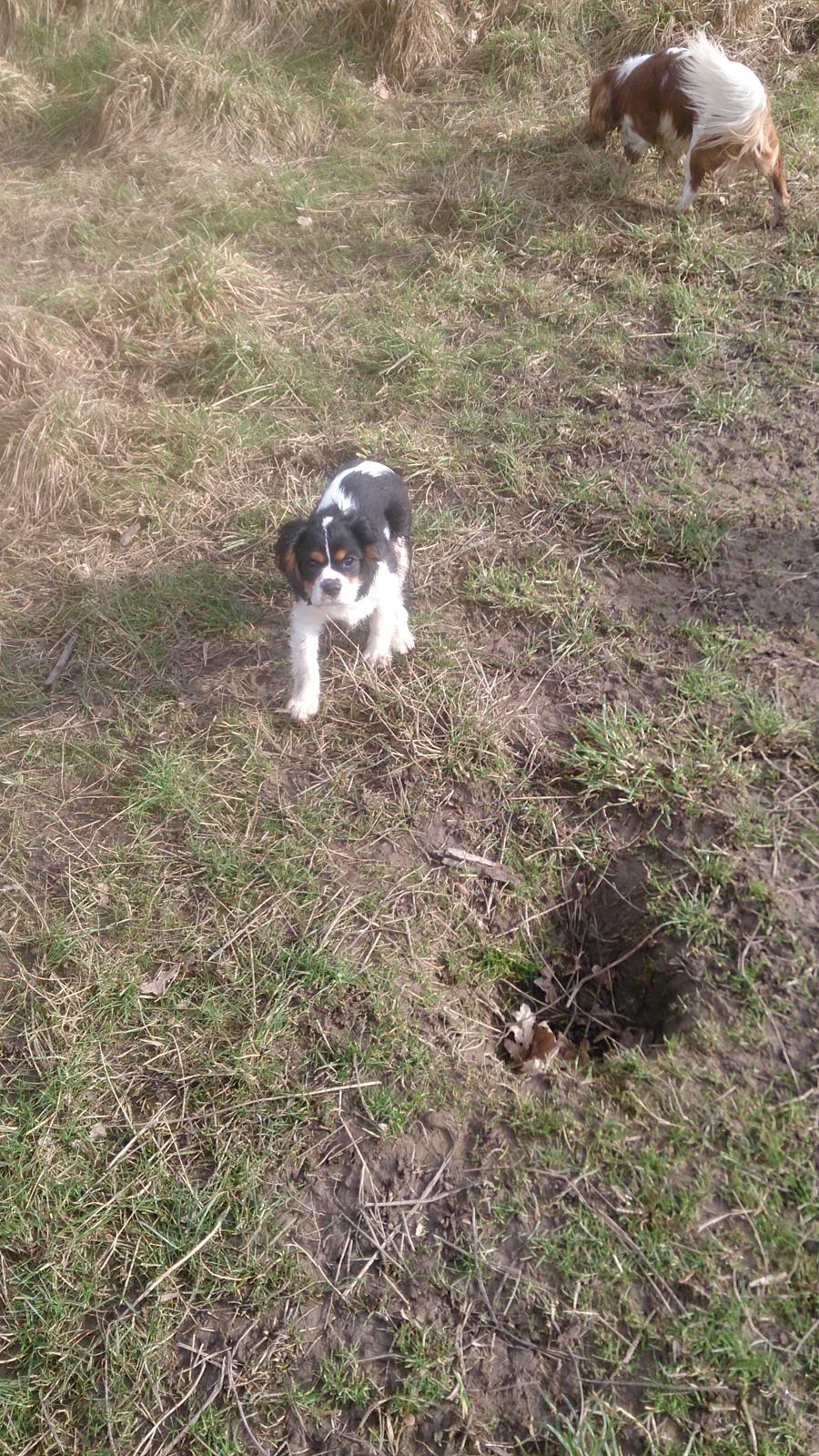 Cavalier king charles spaniel Conrad billede 2