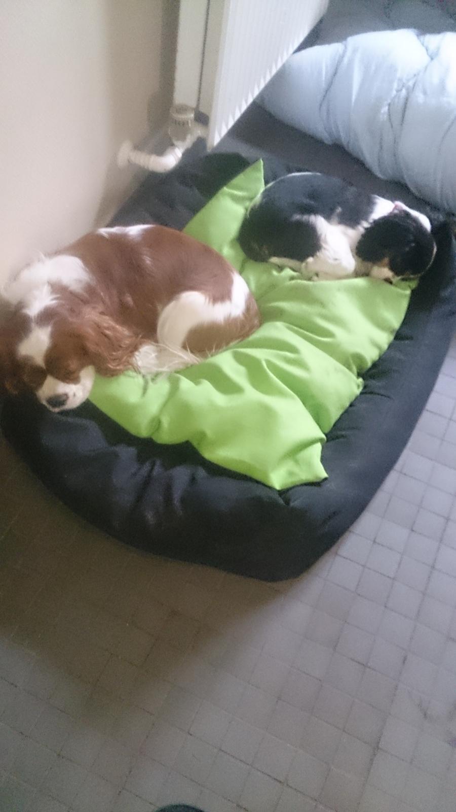 Cavalier king charles spaniel Conrad billede 3