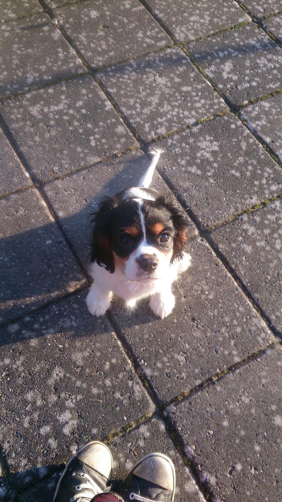 Cavalier king charles spaniel Conrad billede 4