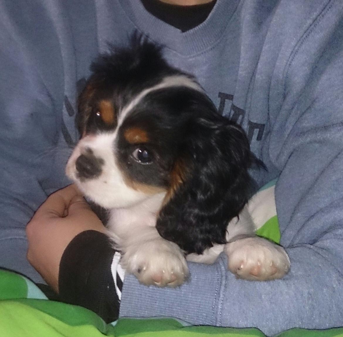 Cavalier king charles spaniel Conrad billede 5