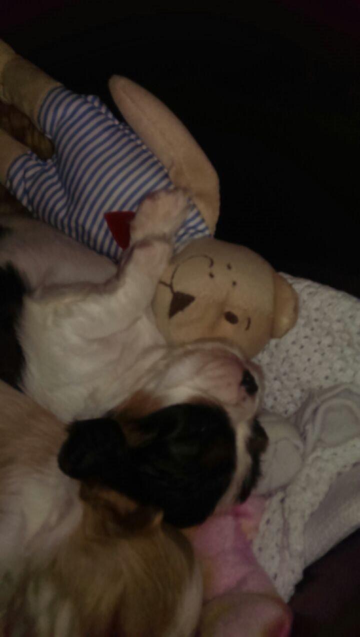 Cavalier king charles spaniel Conrad billede 6