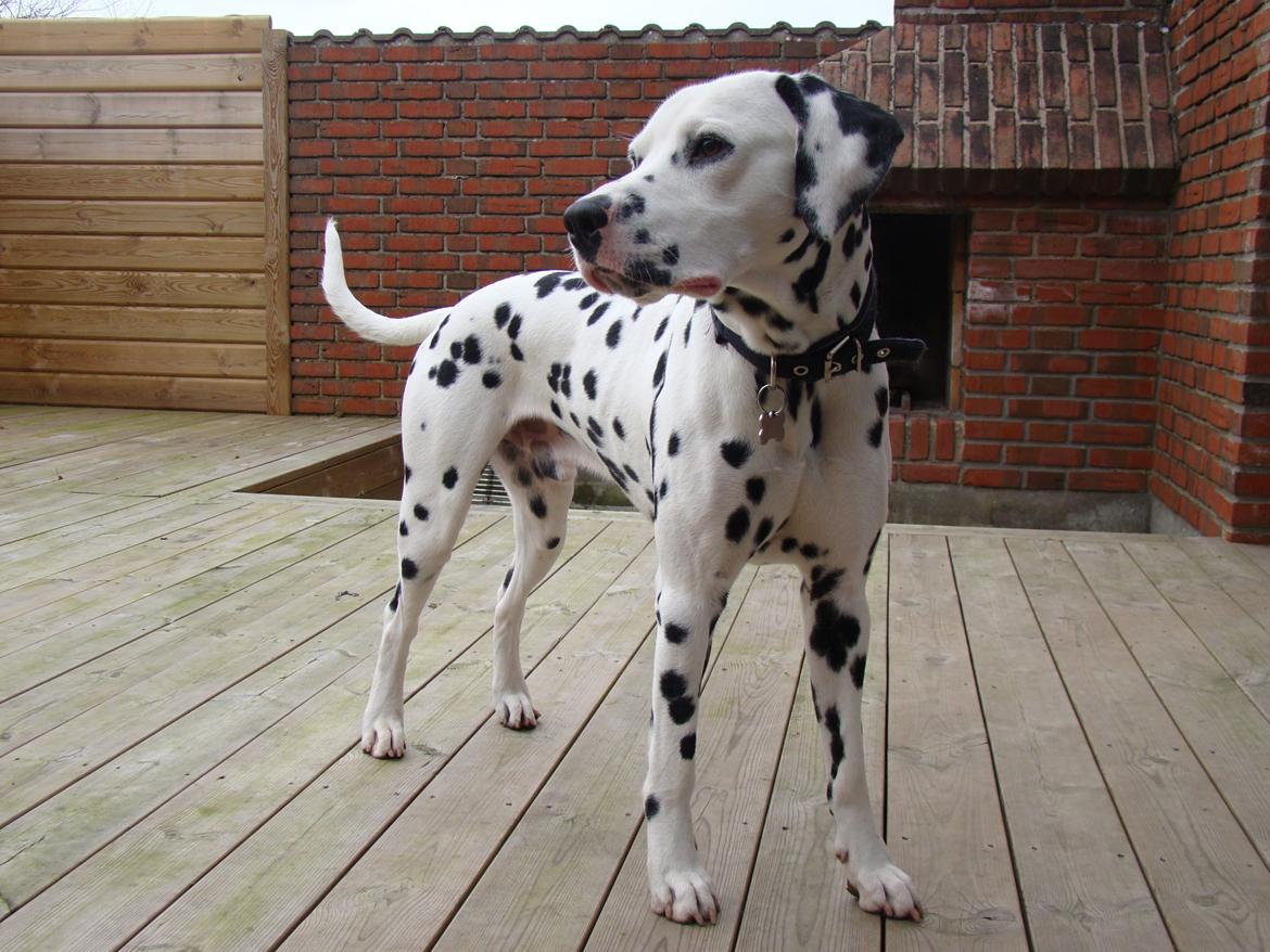 Dalmatiner Diego 'Flyttet' LÆS BESKRIVELSE billede 30