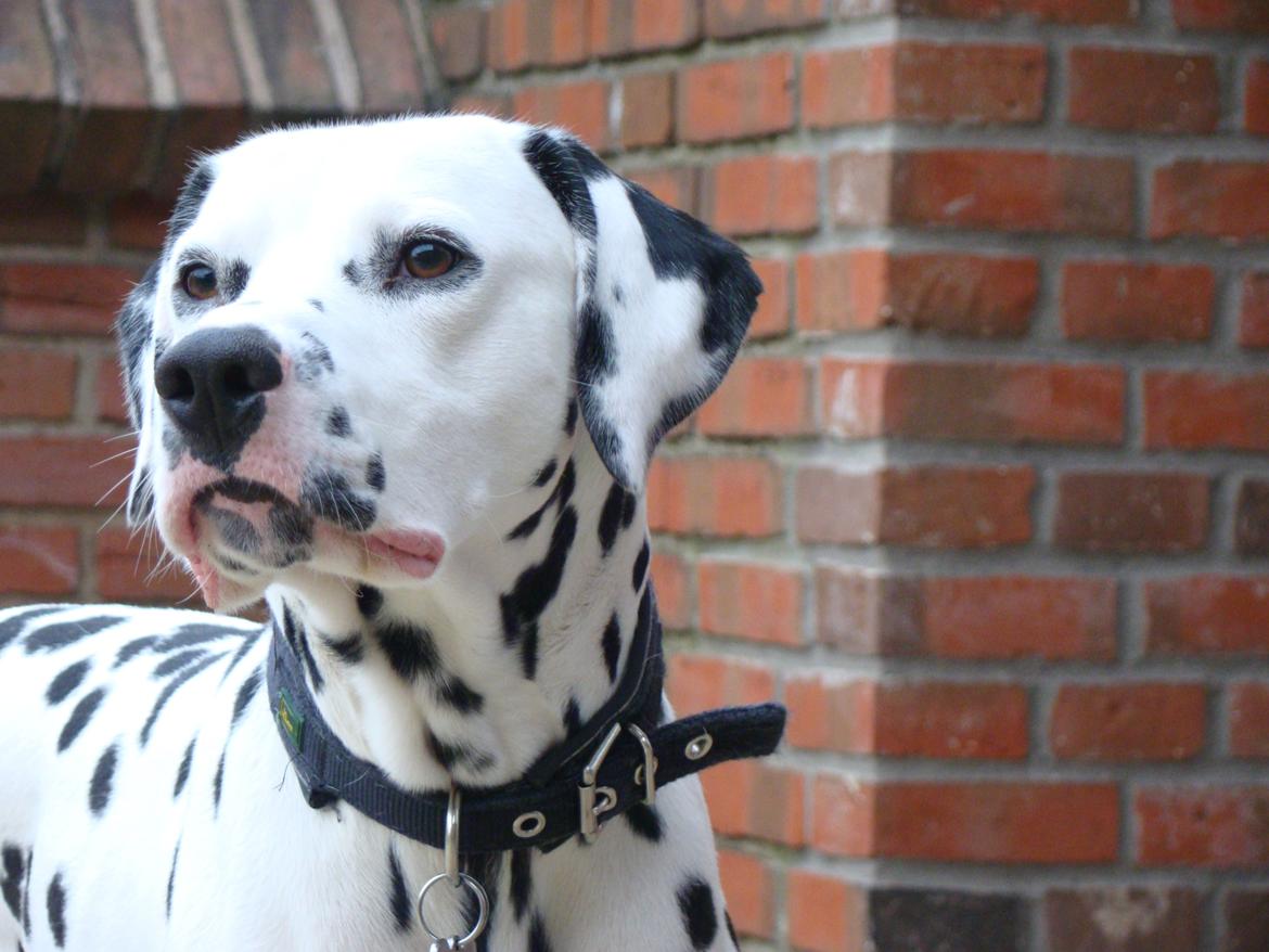 Dalmatiner Diego 'Flyttet' LÆS BESKRIVELSE billede 31