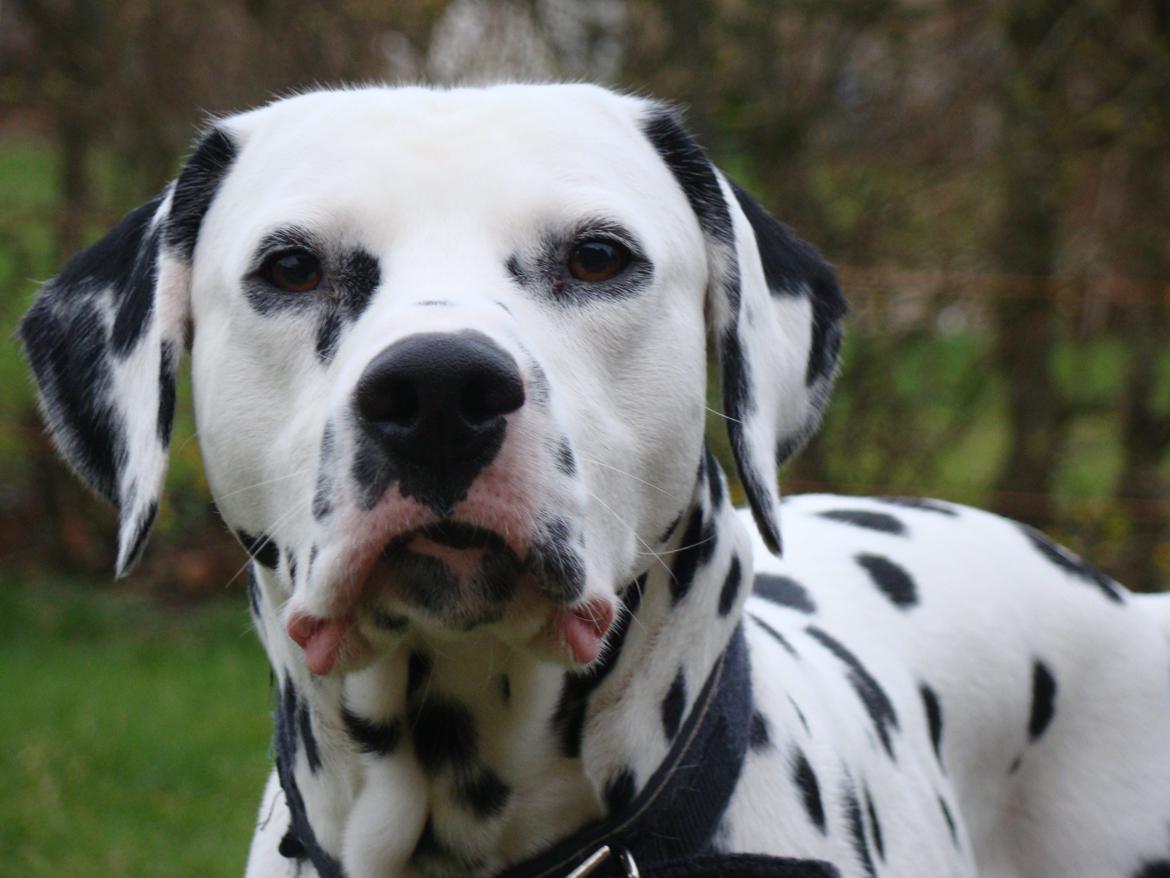 Dalmatiner Diego 'Flyttet' LÆS BESKRIVELSE billede 32