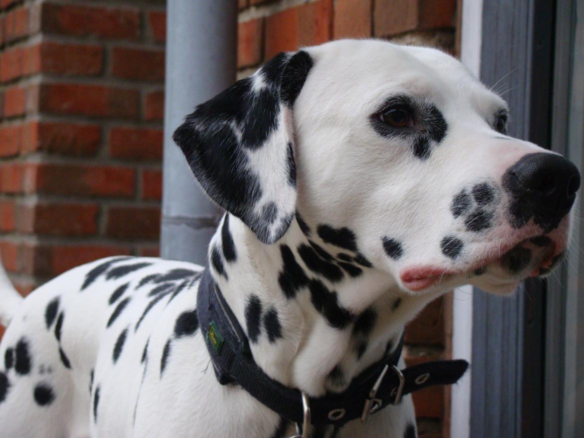 Dalmatiner Diego 'Flyttet' LÆS BESKRIVELSE billede 33