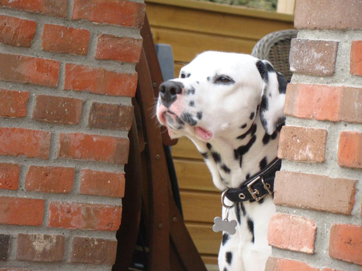 Dalmatiner Diego 'Flyttet' LÆS BESKRIVELSE billede 34