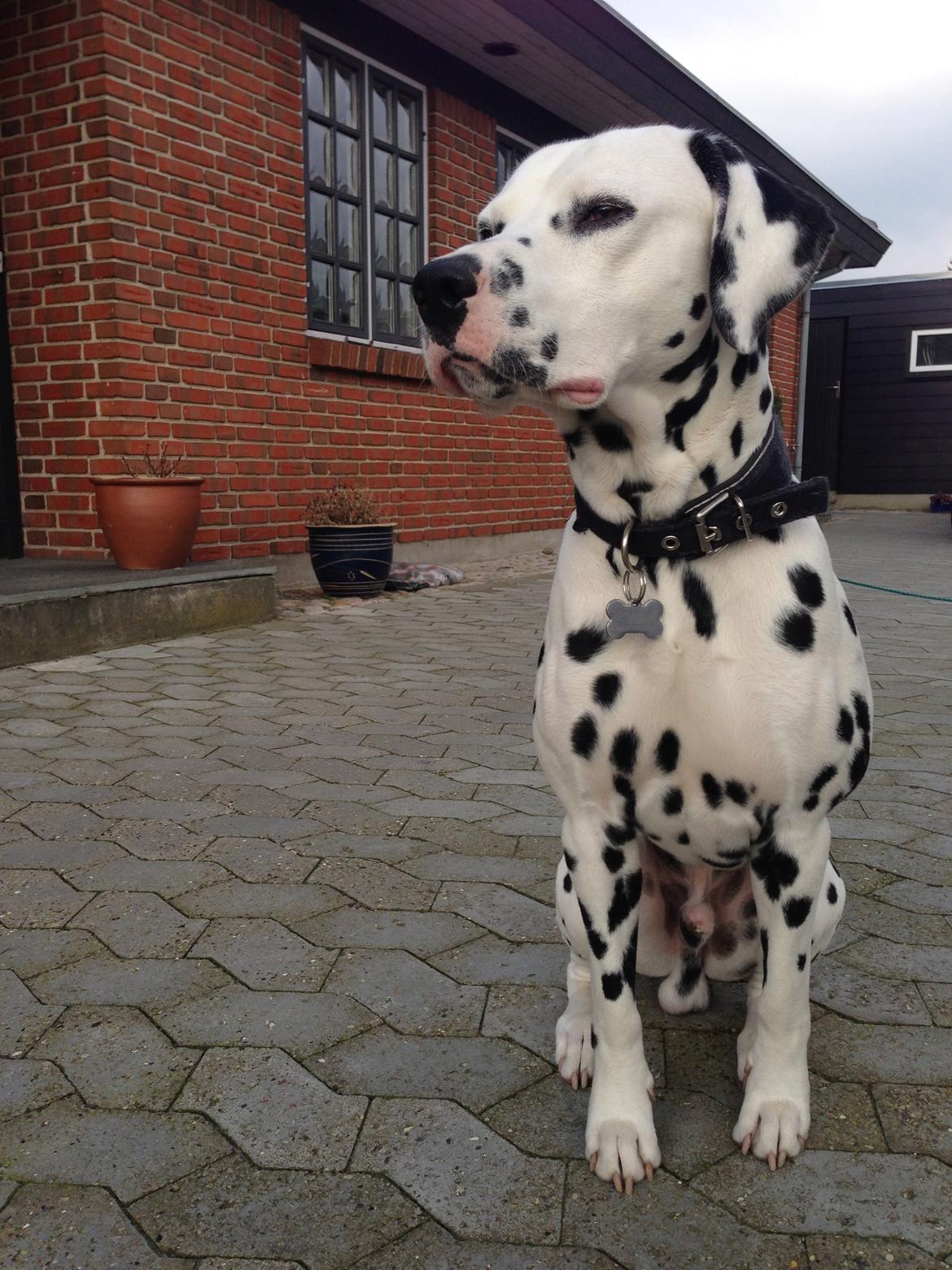 Dalmatiner Diego 'Flyttet' LÆS BESKRIVELSE billede 35