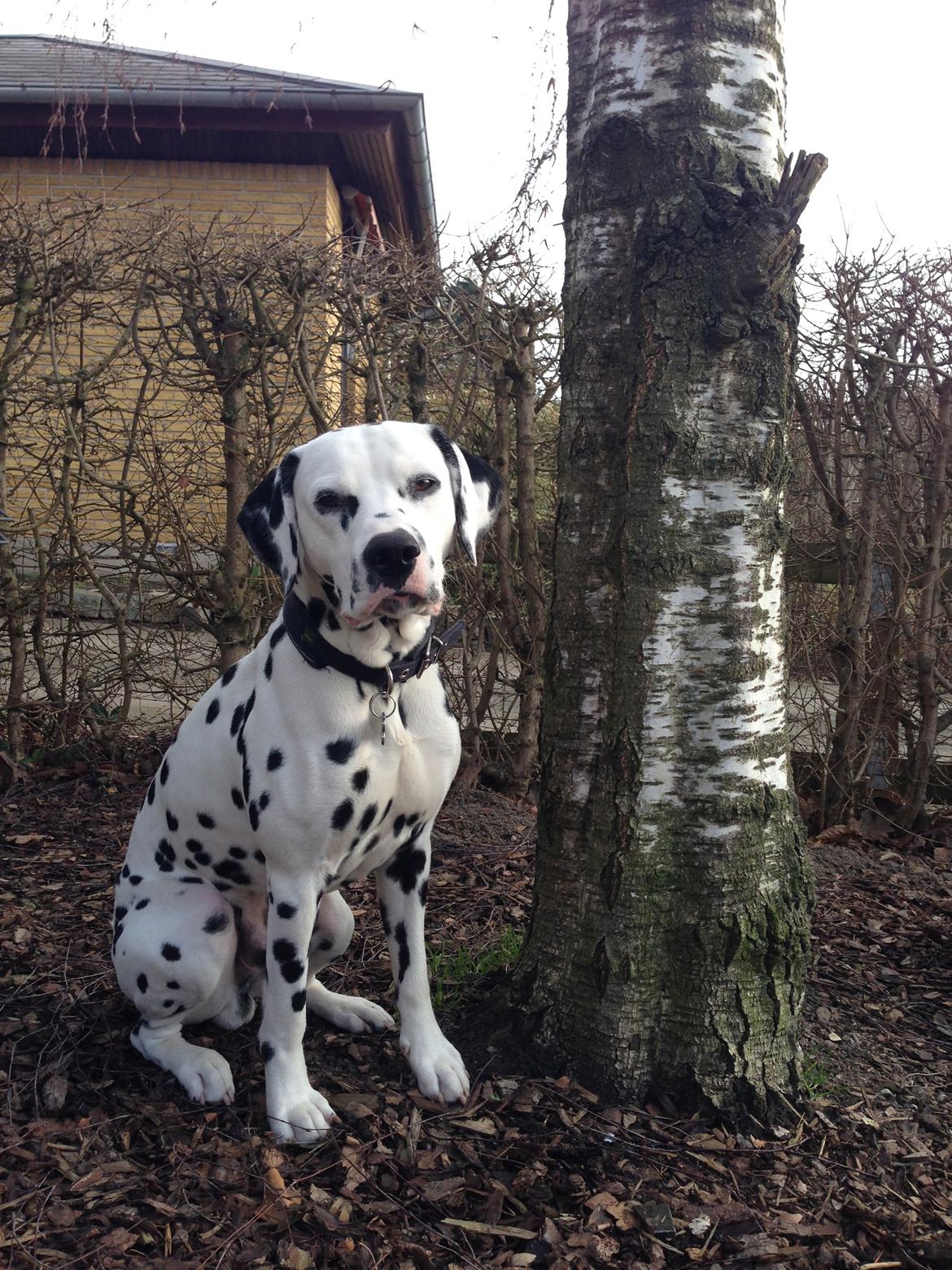 Dalmatiner Diego 'Flyttet' LÆS BESKRIVELSE billede 37