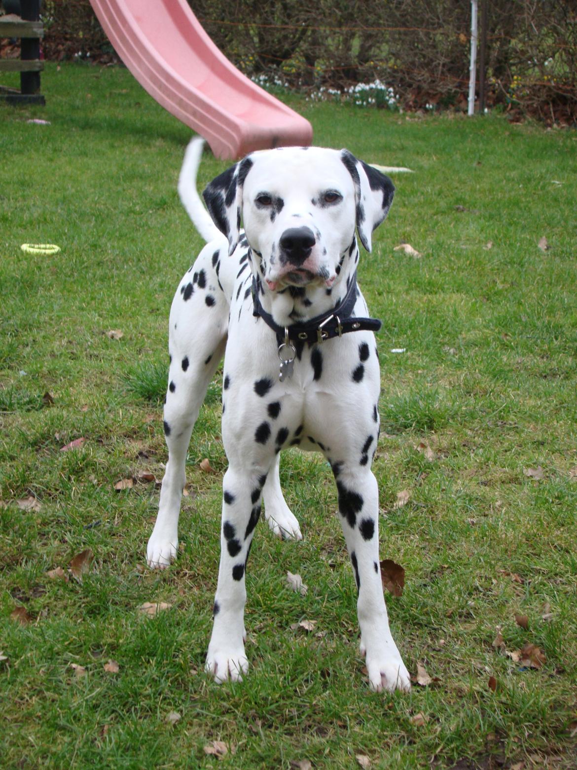 Dalmatiner Diego 'Flyttet' LÆS BESKRIVELSE billede 38