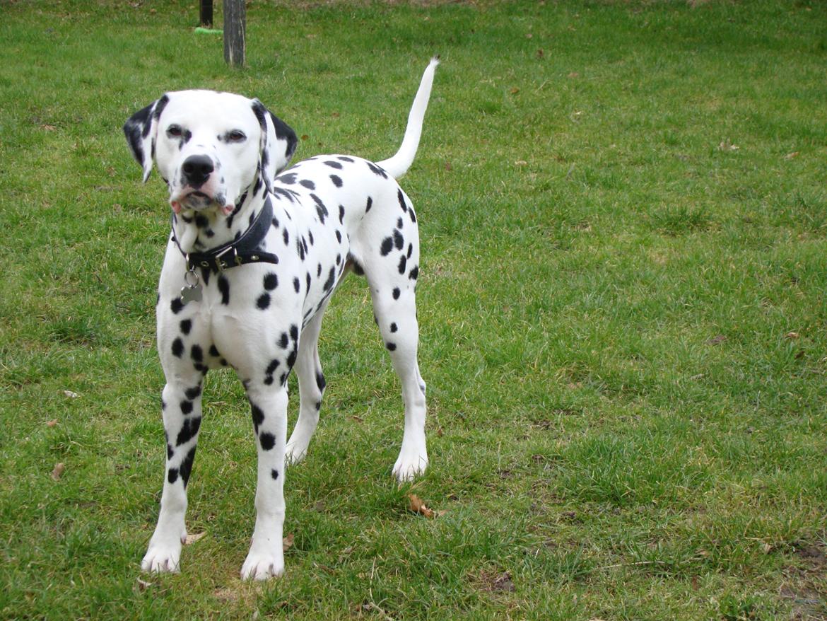 Dalmatiner Diego 'Flyttet' LÆS BESKRIVELSE billede 40