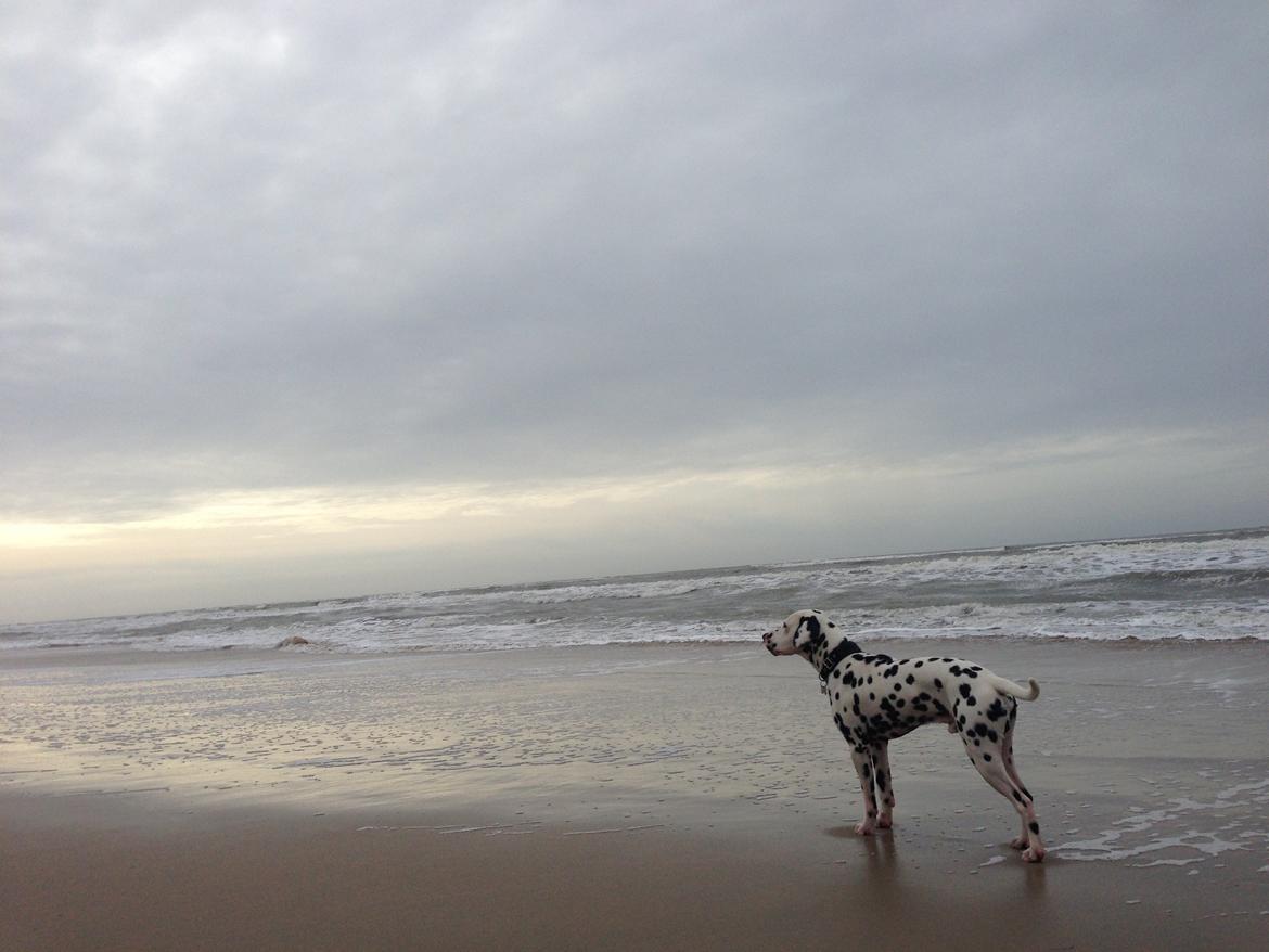 Dalmatiner Diego 'Flyttet' LÆS BESKRIVELSE billede 49