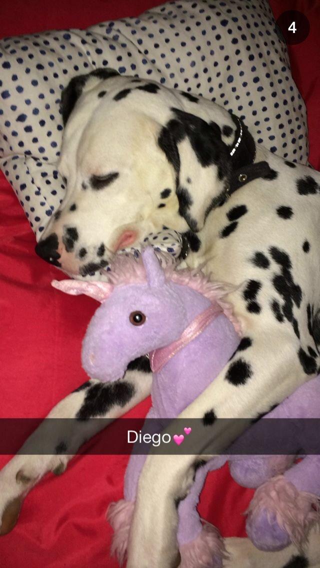 Dalmatiner Diego 'Flyttet' LÆS BESKRIVELSE billede 42