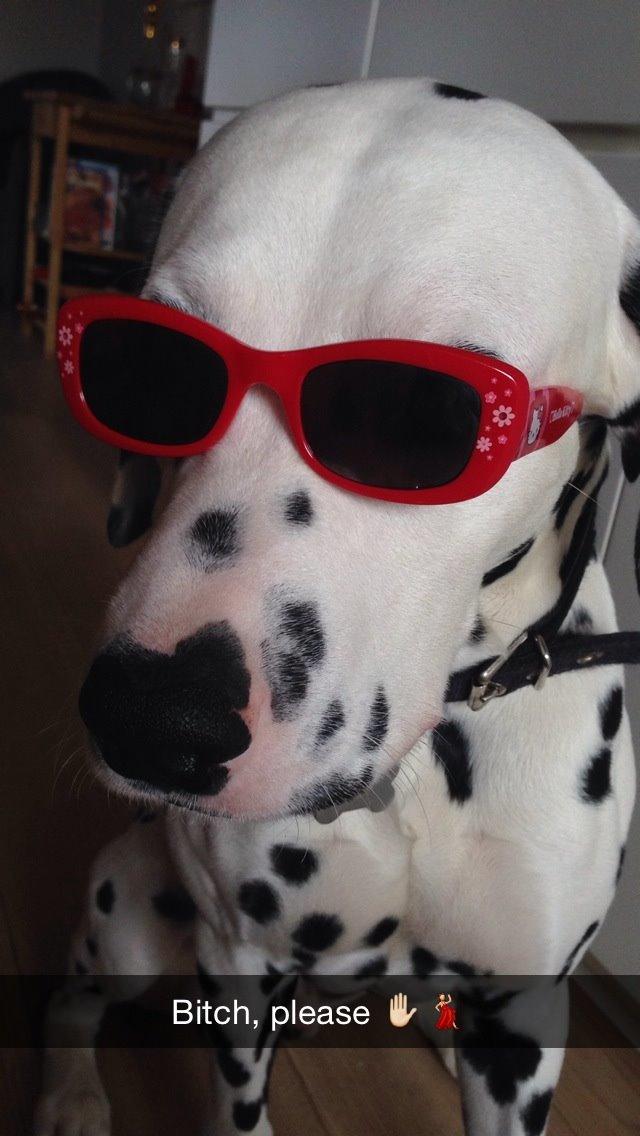 Dalmatiner Diego 'Flyttet' LÆS BESKRIVELSE billede 44