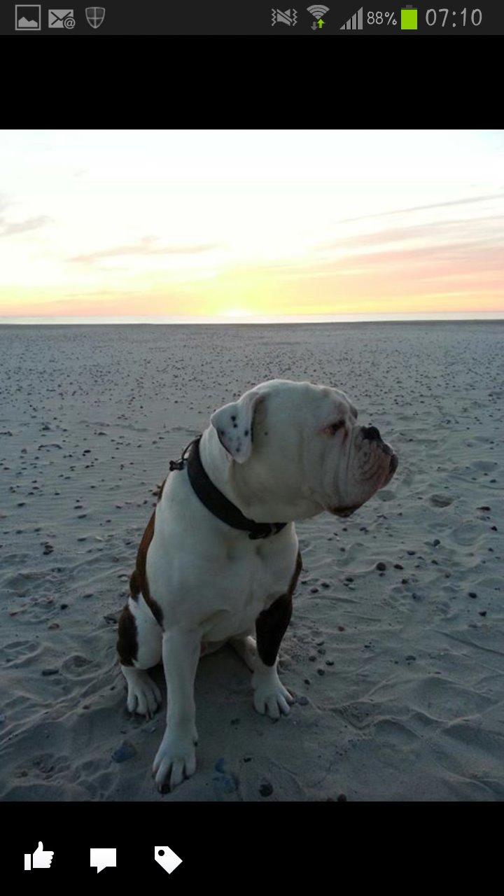 Olde english bulldogge Lillerangs Basil billede 7