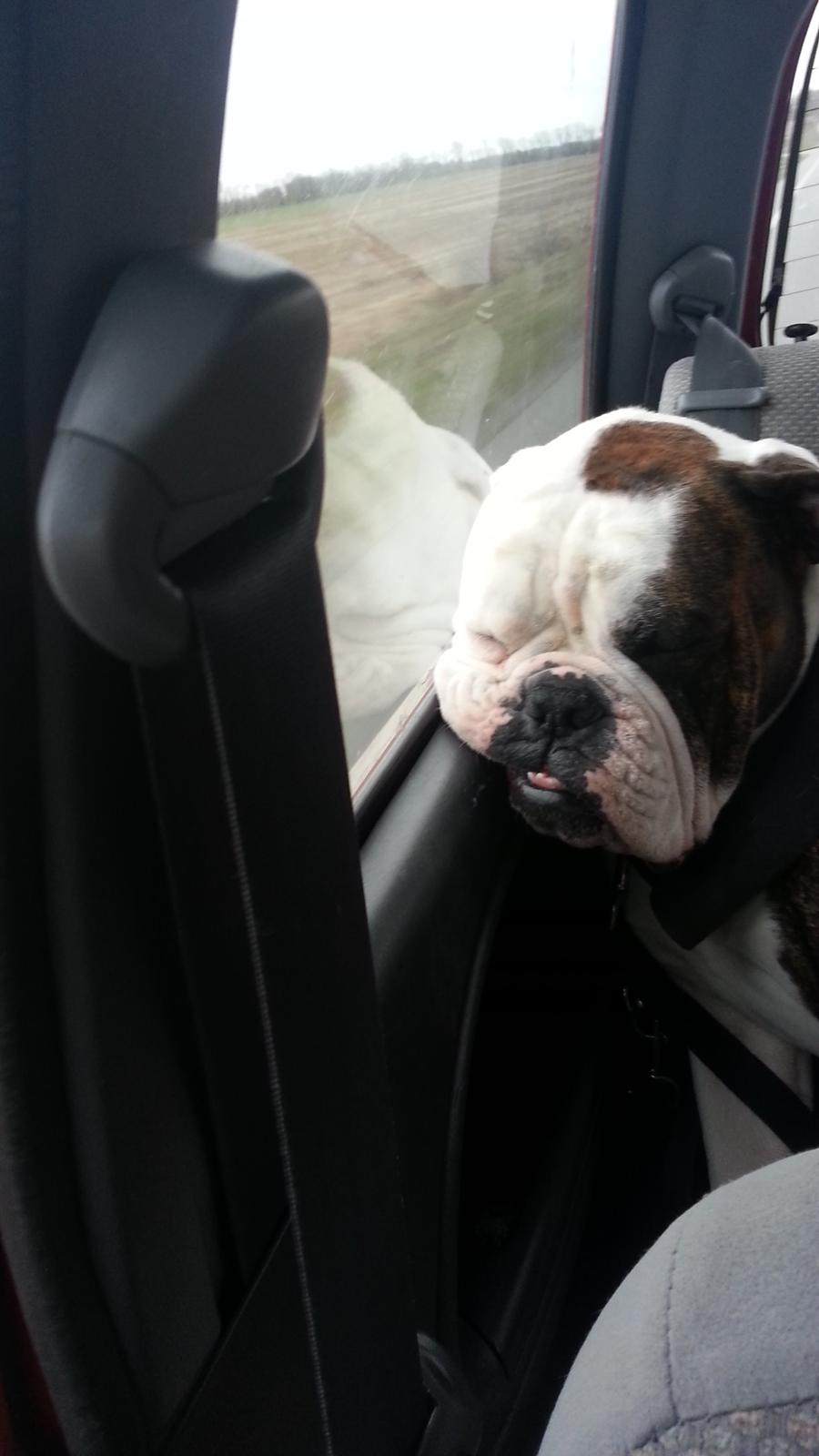 Olde english bulldogge Lillerangs Basil billede 2