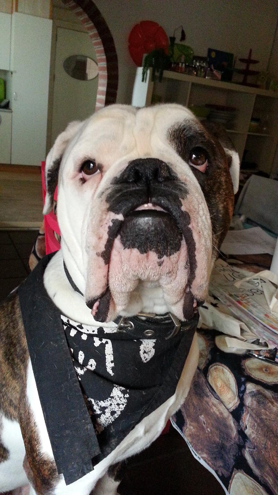 Olde english bulldogge Lillerangs Basil billede 4