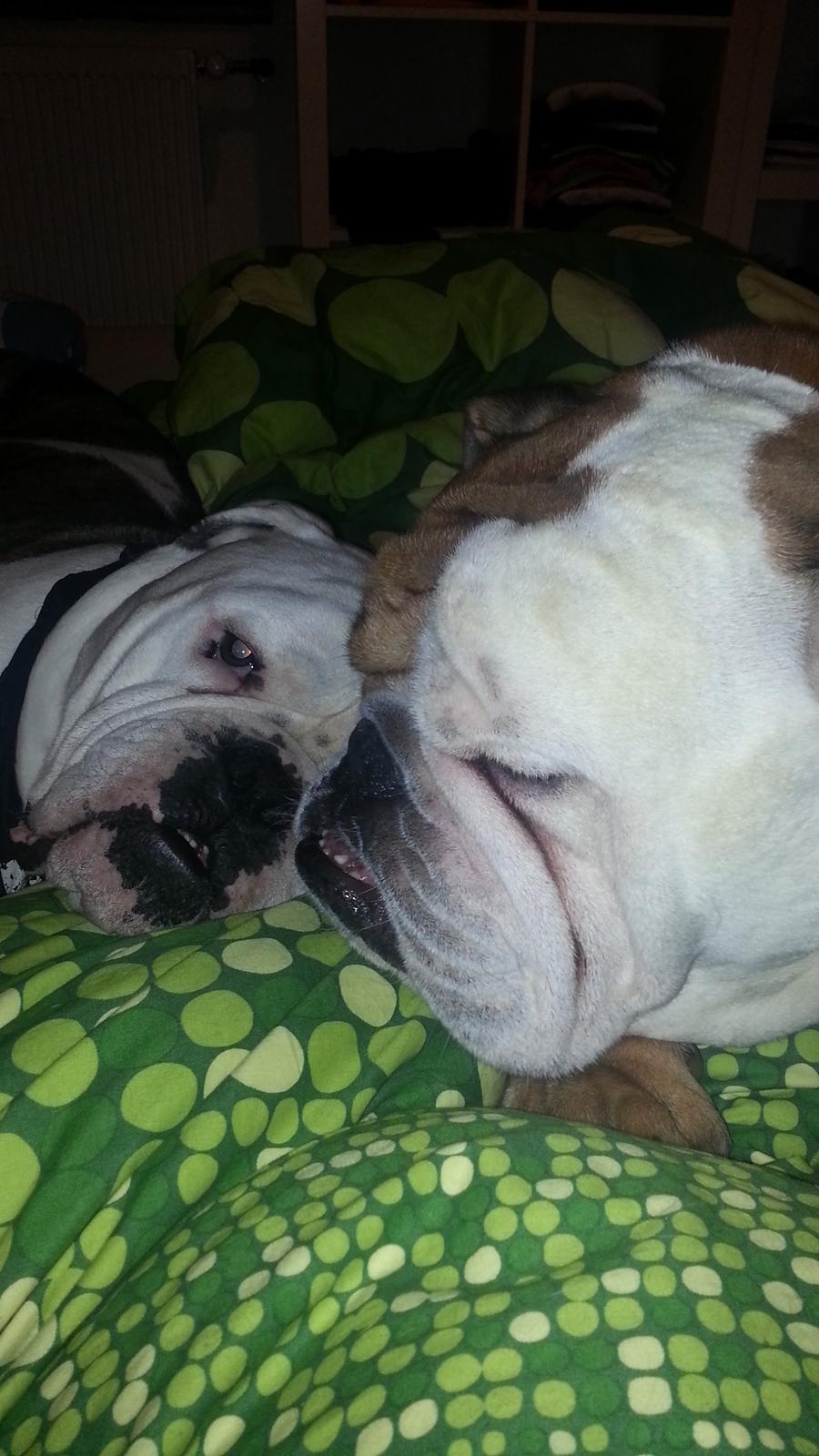 Olde english bulldogge Lillerangs Basil billede 5