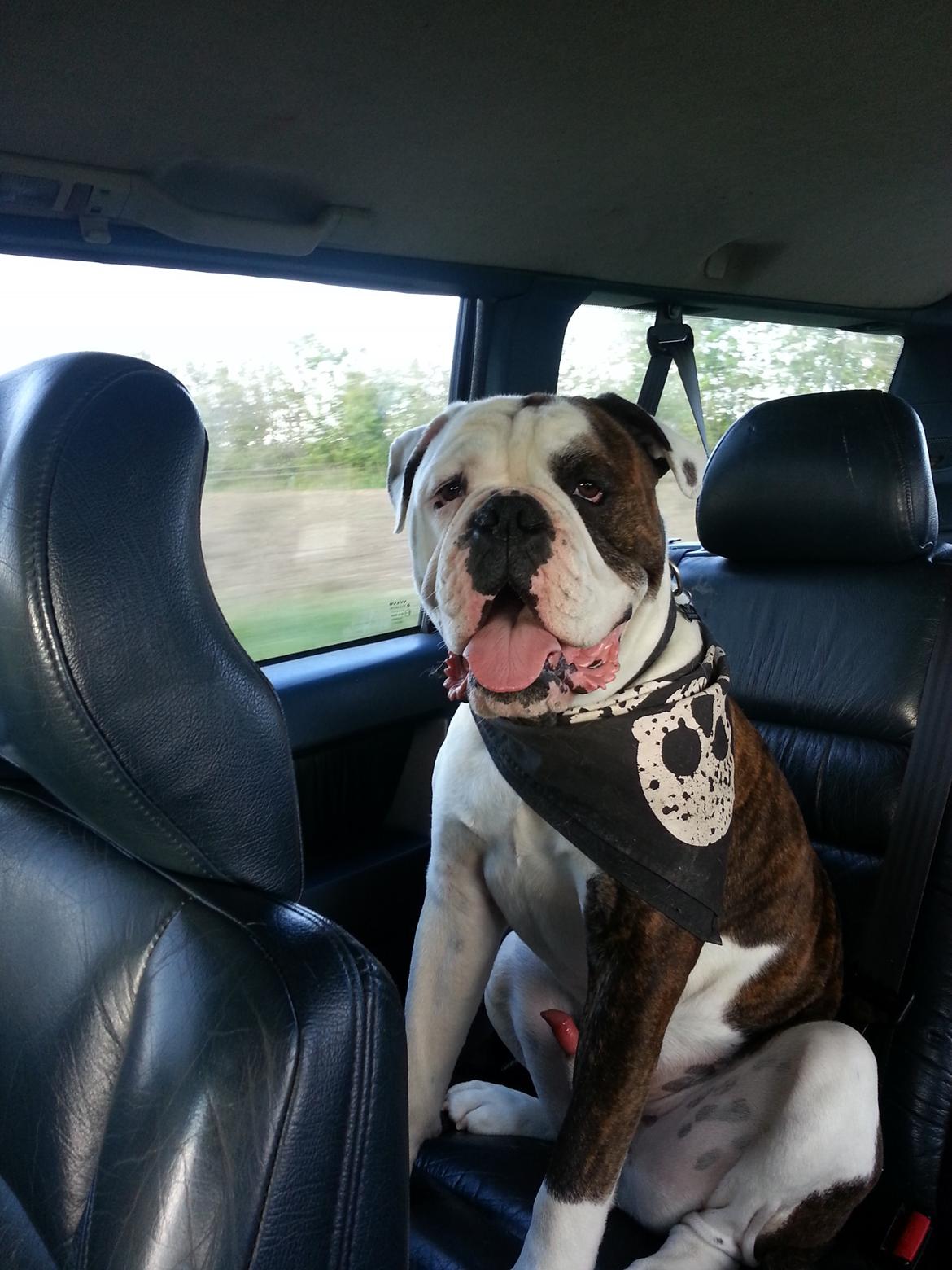 Olde english bulldogge Lillerangs Basil billede 1