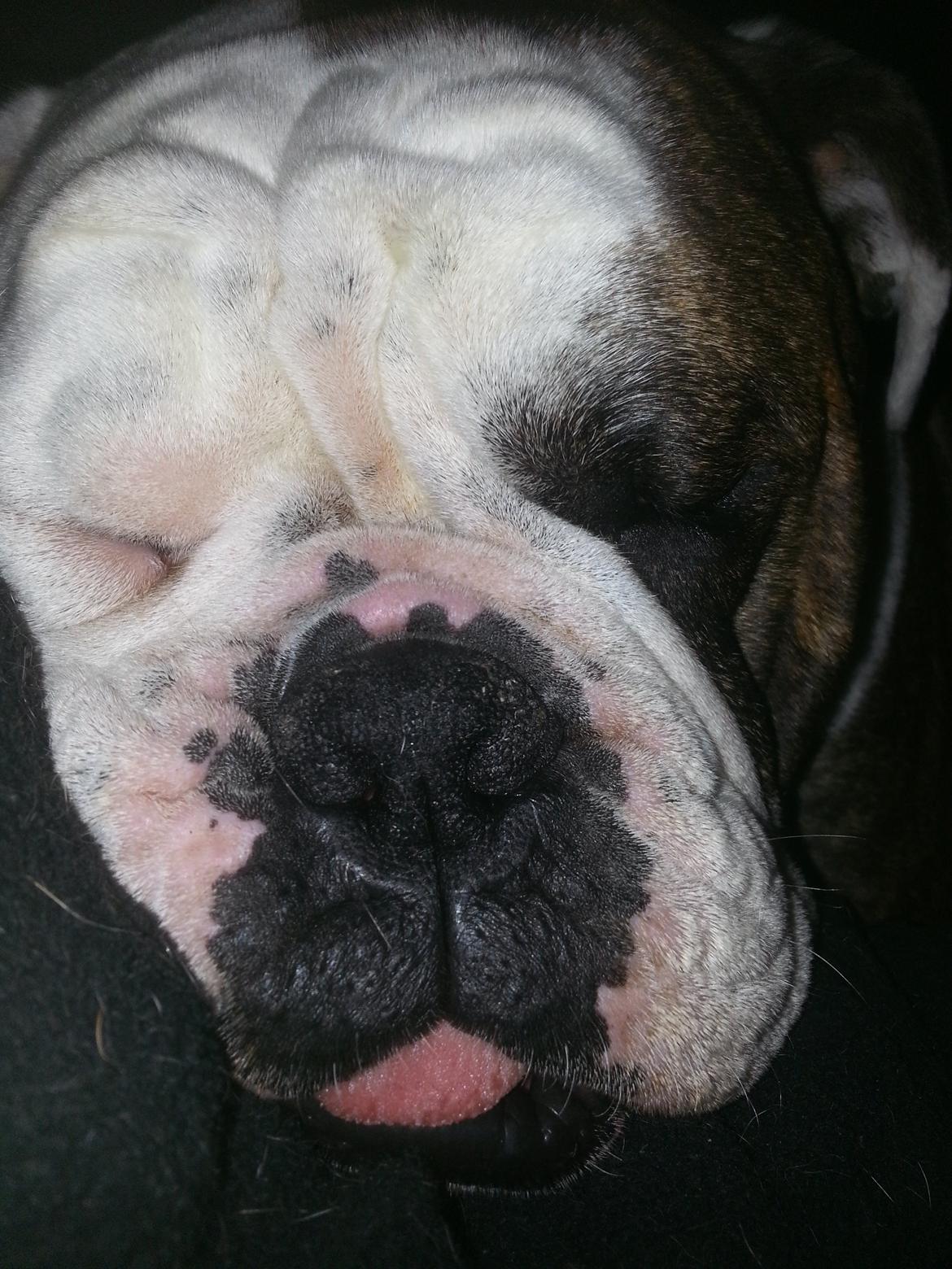 Olde english bulldogge Lillerangs Basil billede 3