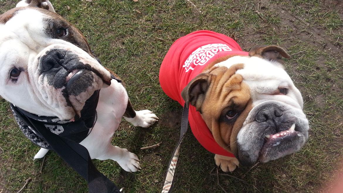 Olde english bulldogge Lillerangs Basil billede 6