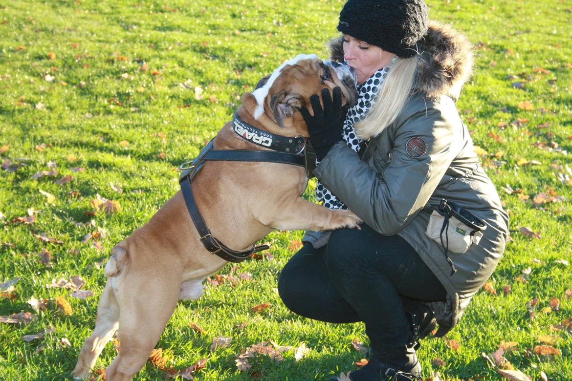 Engelsk bulldog Victor billede 1