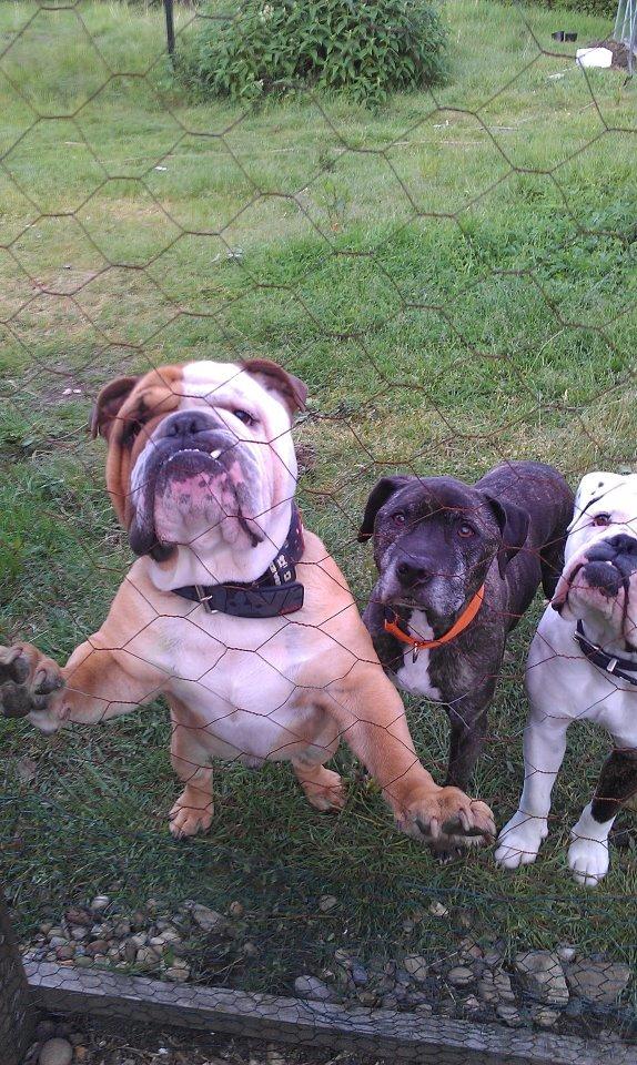 Engelsk bulldog Victor billede 3