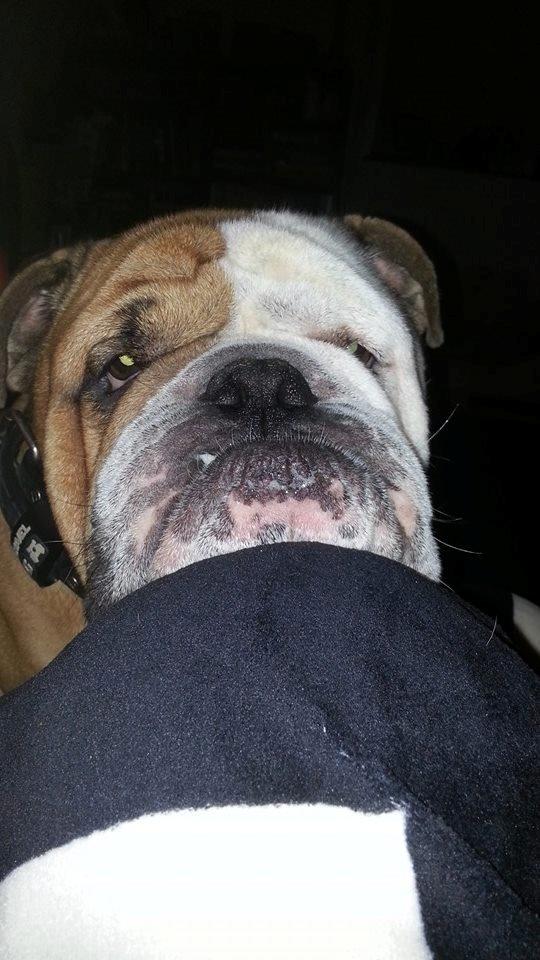 Engelsk bulldog Victor billede 4