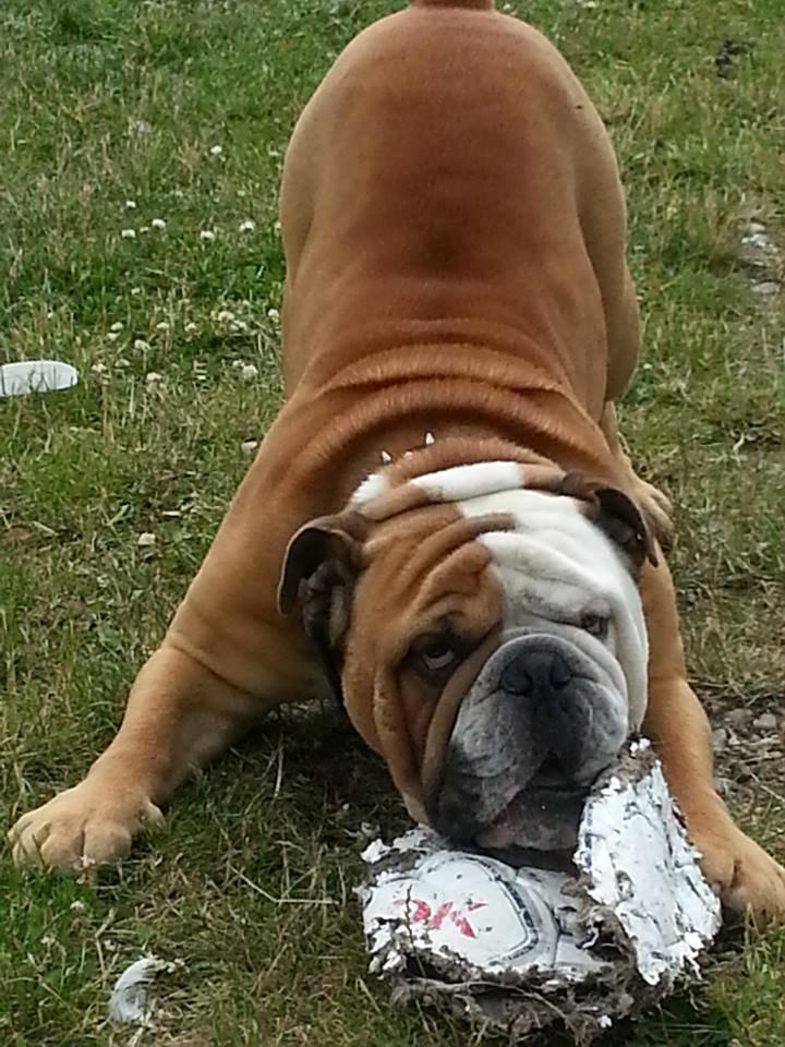 Engelsk bulldog Victor billede 2