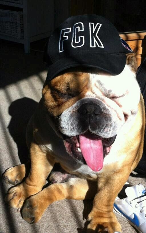 Engelsk bulldog Victor billede 6