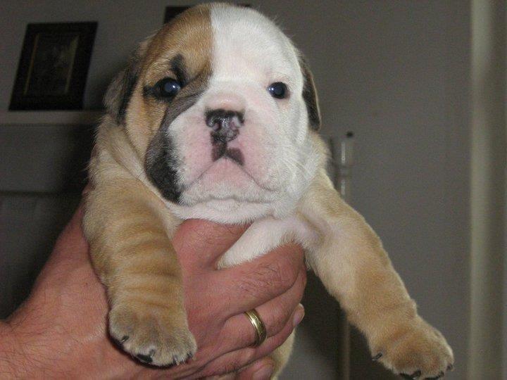 Engelsk bulldog Victor billede 5