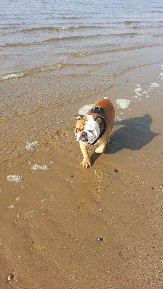 Engelsk bulldog Victor billede 7