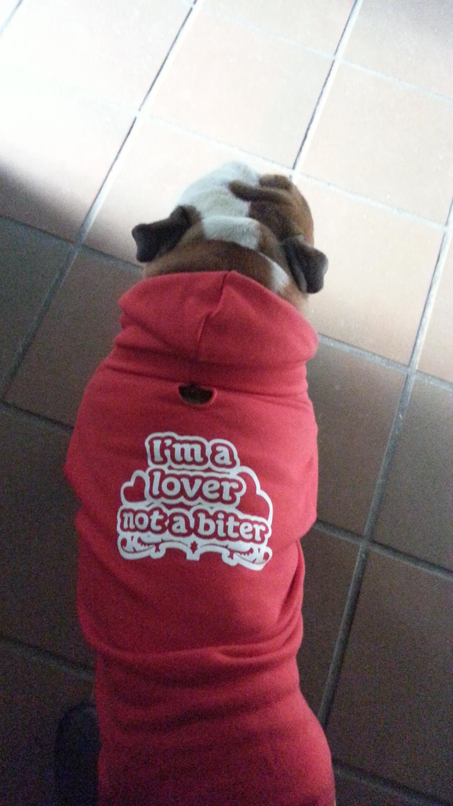 Engelsk bulldog Victor billede 8