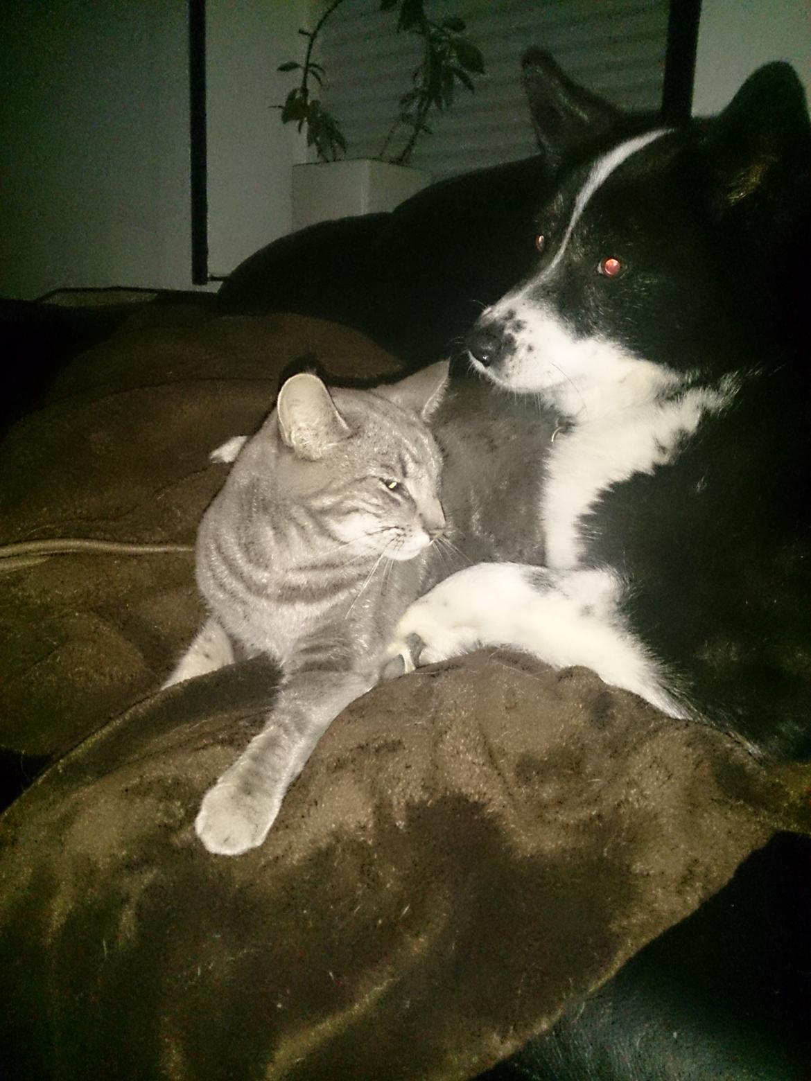 Karelsk bjørnehund Bipes Night's in white Satin *Liva* - Hun elsker at hygge med katten - eller også er det omvendt ;) billede 21