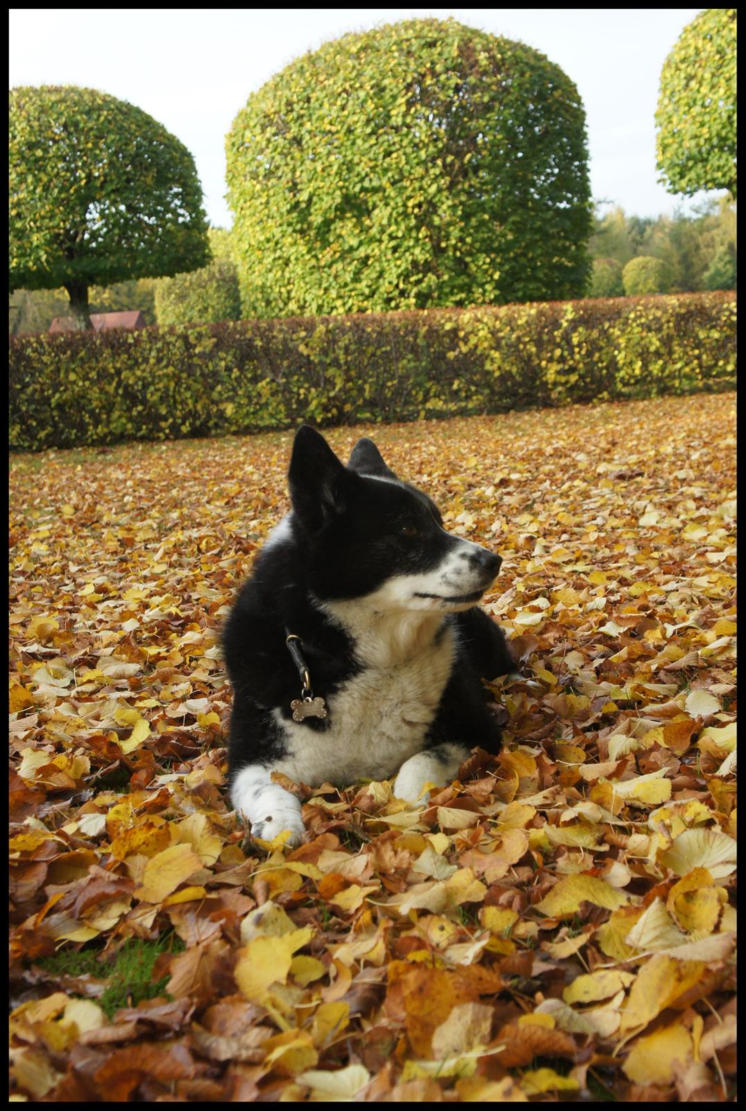 Karelsk bjørnehund Bipes Night's in white Satin *Liva* billede 24