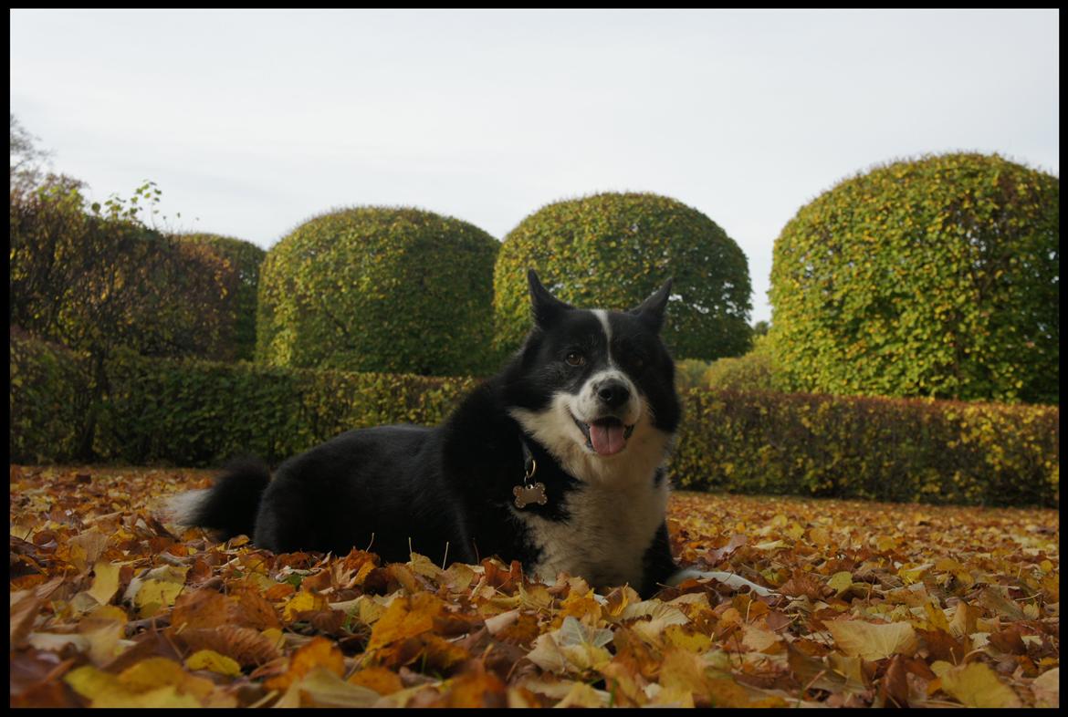 Karelsk bjørnehund Bipes Night's in white Satin *Liva* billede 23